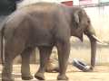 王子動物園のゾウ